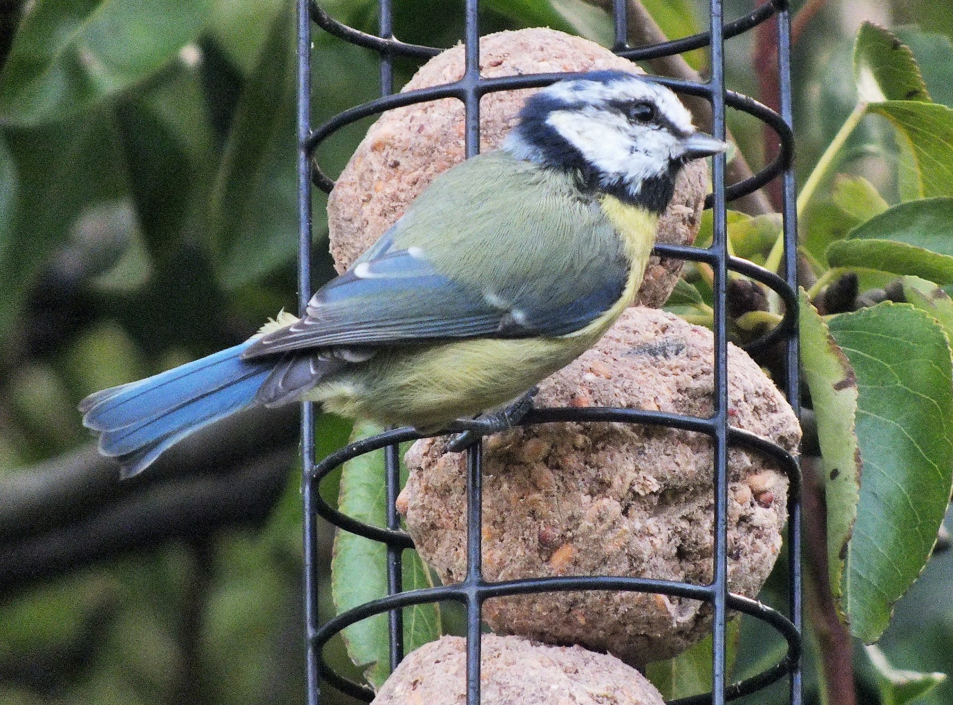 Fat Balls and Suet